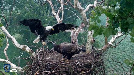 PA Farm Country Eagles Live Cams - Jul 18, 2026, 12:44pm EDT