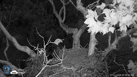 PA Farm Country Eagles Live Cams - Jul 21, 2026, 5:39am EDT
