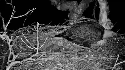PA Farm Country Eagles Live Cams - Mar 31, 2026, 7:52pm EDT