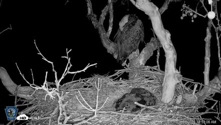 PA Farm Country Eagles Live Cams - Apr 23, 2026, 12:53am EDT