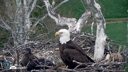 PA Farm Country Eagles Live Cams - Apr 24, 2026, 4:14pm EDT