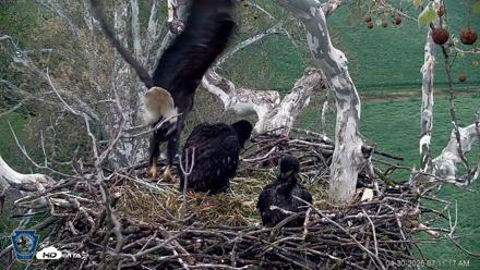 PA Farm Country Eagles Live Cams - Apr 30, 2026, 7:12am EDT