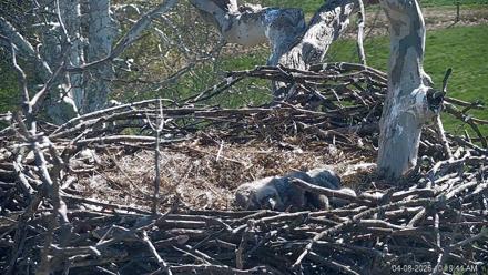 PA Farm Country Eagles Live Cams - Apr 8, 2026, 10:20am EDT