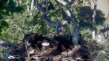 PA Farm Country Eagles Live Cams - May 28, 2026, 6:43pm EDT