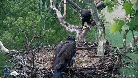 PA Farm Country Eagles Live Cams - May 25, 2026, 11:01am EDT