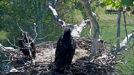 PA Farm Country Eagles Live Cams - May 16, 2026, 10:30am EDT