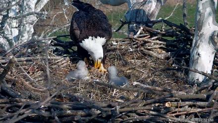 PA Farm Country Eagles Live Cams - Mar 26, 2026, 4:23pm EDT