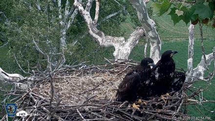 PA Farm Country Eagles Live Cams - May 19, 2026, 3:44pm EDT