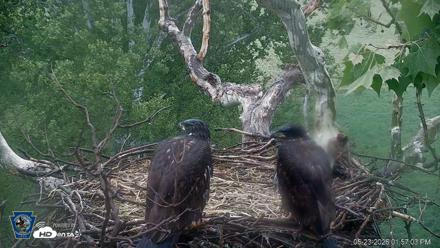 PA Farm Country Eagles Live Cams - May 23, 2026, 1:57pm EDT
