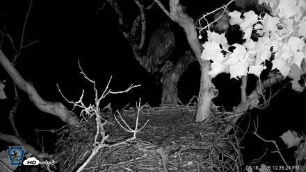 PA Farm Country Eagles Live Cams - Jul 18, 2026, 10:36pm EDT