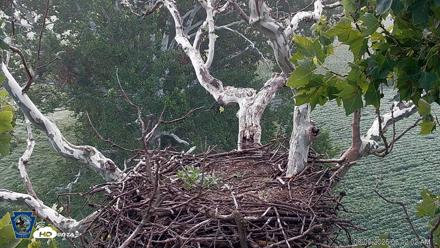 PA Farm Country Eagles Live Cams - Aug 9, 2026, 6:12am EDT