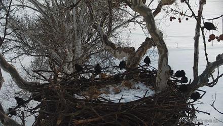 PA Farm Country Eagles Live Cams - Jan 27, 2026, 7:17am EST