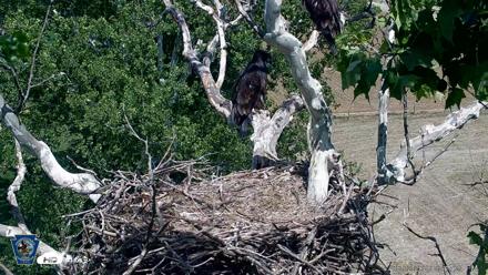 PA Farm Country Eagles Live Cams - Jun 2, 2026, 3:18pm EDT
