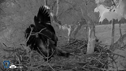 PA Farm Country Eagles Live Cams - May 28, 2026, 5:31am EDT
