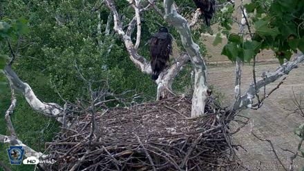 PA Farm Country Eagles Live Cams - Jun 2, 2026, 6:19pm EDT