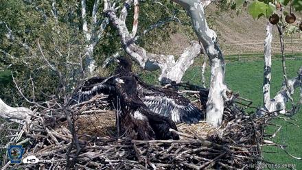 PA Farm Country Eagles Live Cams - May 11, 2026, 4:00pm EDT