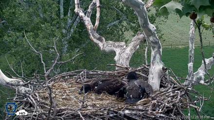 PA Farm Country Eagles Live Cams - May 22, 2026, 12:27pm EDT