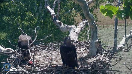 PA Farm Country Eagles Live Cams - May 29, 2026, 10:56am EDT