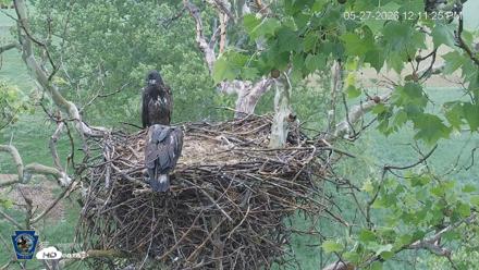 PA Farm Country Eagles Live Cams - May 27, 2026, 12:12pm EDT