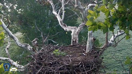PA Farm Country Eagles Live Cams - Aug 9, 2026, 7:06am EDT