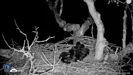 PA Farm Country Eagles Live Cams - Apr 24, 2026, 12:03am EDT
