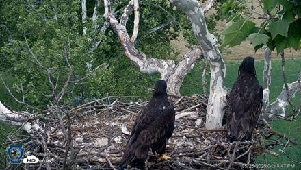 PA Farm Country Eagles Live Cams - May 26, 2026, 4:49pm EDT