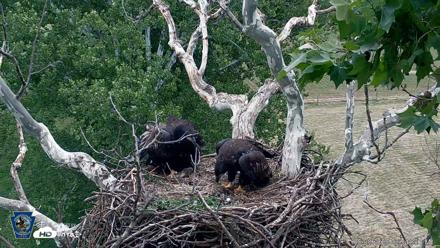 PA Farm Country Eagles Live Cams - Jun 8, 2026, 2:55pm EDT