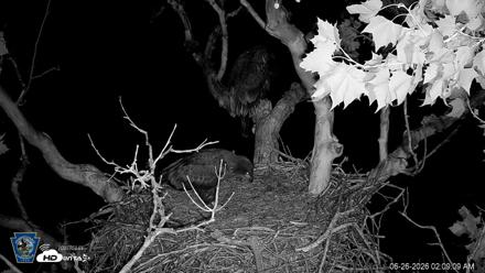 PA Farm Country Eagles Live Cams - Jun 26, 2026, 2:10am EDT