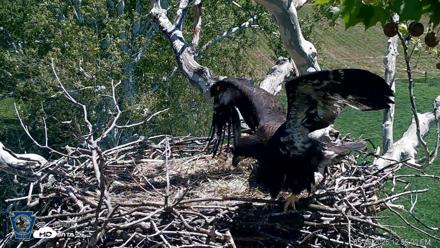 PA Farm Country Eagles Live Cams - May 16, 2026, 12:55pm EDT
