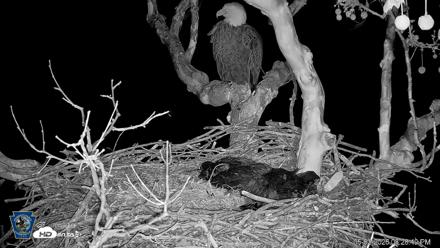 PA Farm Country Eagles Live Cams - May 2, 2026, 8:29pm EDT