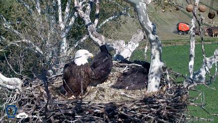 PA Farm Country Eagles Live Cams - May 4, 2026, 4:10pm EDT
