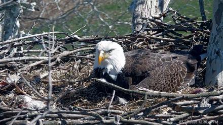 PA Farm Country Eagles Live Cams - Mar 24, 2026, 12:36pm EDT