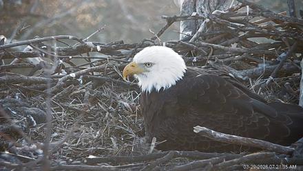 PA Farm Country Eagles Live Cams - Mar 29, 2026, 7:22am EDT