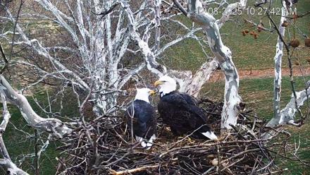 PA Farm Country Eagles Live Cams - Dec 8, 2025, 10:28am EST