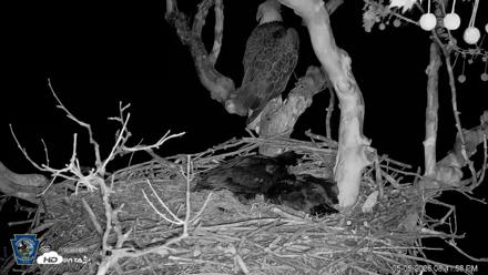 PA Farm Country Eagles Live Cams - May 5, 2026, 8:42pm EDT