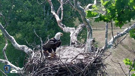 PA Farm Country Eagles Live Cams - Jun 6, 2026, 9:43am EDT