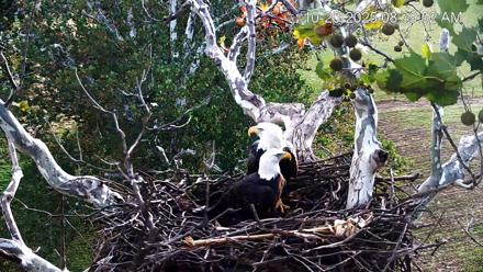 PA Farm Country Eagles Live Cams - Oct 20, 2025, 8:40am EDT