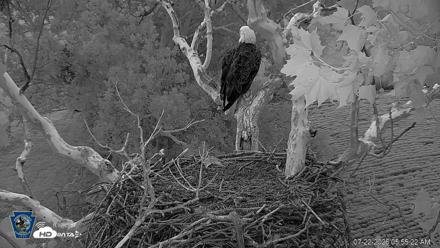 PA Farm Country Eagles Live Cams - Jul 22, 2026, 5:56am EDT