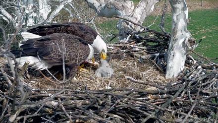 PA Farm Country Eagles Live Cams - Mar 31, 2026, 3:58pm EDT