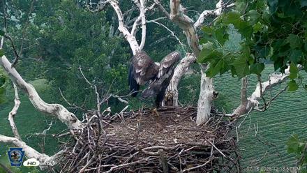 PA Farm Country Eagles Live Cams - Jul 18, 2026, 12:20pm EDT