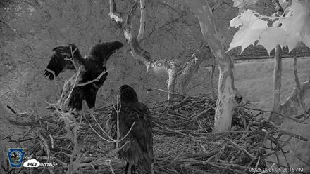 PA Farm Country Eagles Live Cams - May 28, 2026, 5:26am EDT