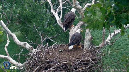 PA Farm Country Eagles Live Cams - Jul 22, 2026, 6:26am EDT