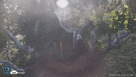 PA Farm Country Eagles Live Cams - Aug 29, 2026, 7:21am EDT