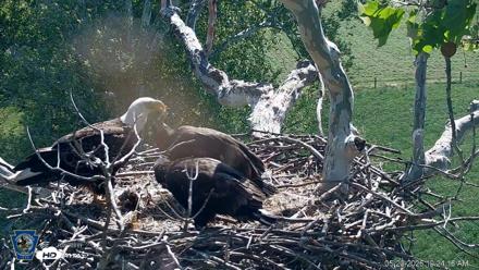 PA Farm Country Eagles Live Cams - May 20, 2026, 10:25am EDT