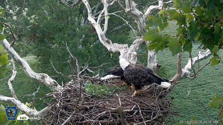 PA Farm Country Eagles Live Cams - Aug 14, 2026, 6:28am EDT