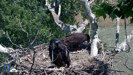 PA Farm Country Eagles Live Cams - May 29, 2026, 2:49pm EDT