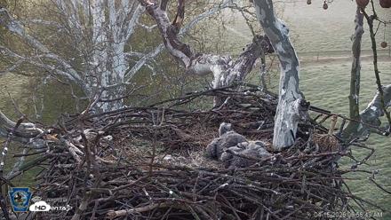 PA Farm Country Eagles Live Cams - Apr 15, 2026, 6:57am EDT