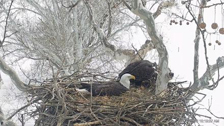 PA Farm Country Eagles Live Cams - Feb 10, 2026, 10:15am EST