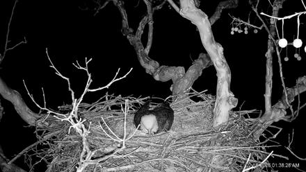 PA Farm Country Eagles Live Cams - Feb 10, 2026, 1:39am EST