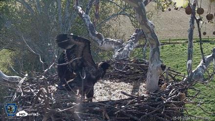 PA Farm Country Eagles Live Cams - May 5, 2026, 8:28am EDT